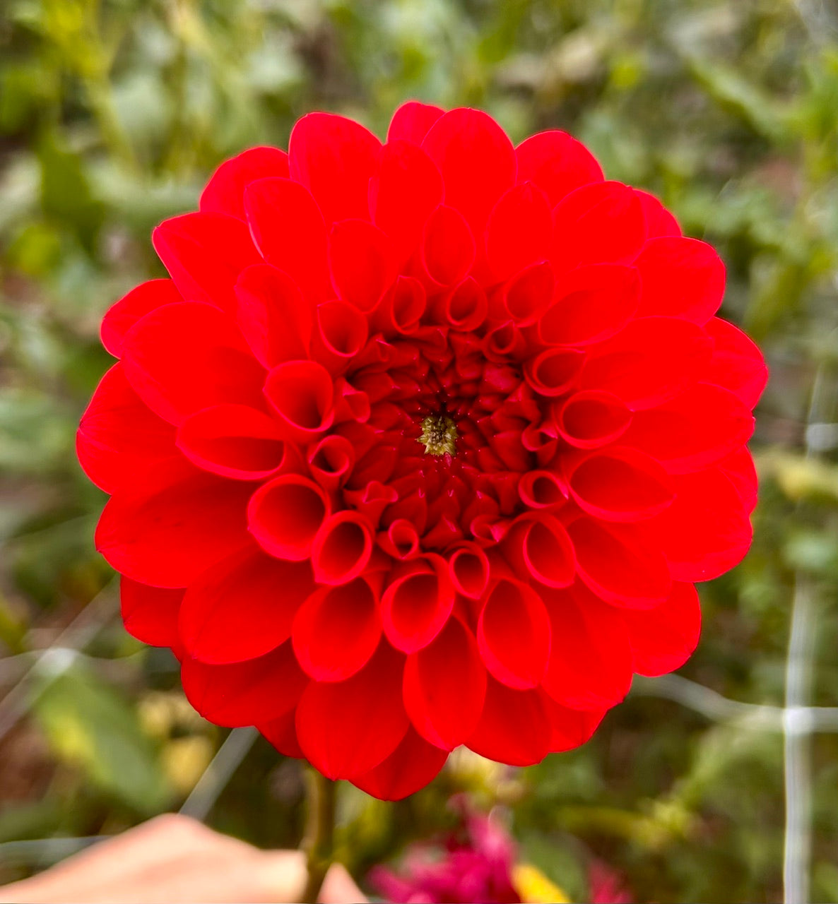 Cherry Valentine - Dahlia Tuber