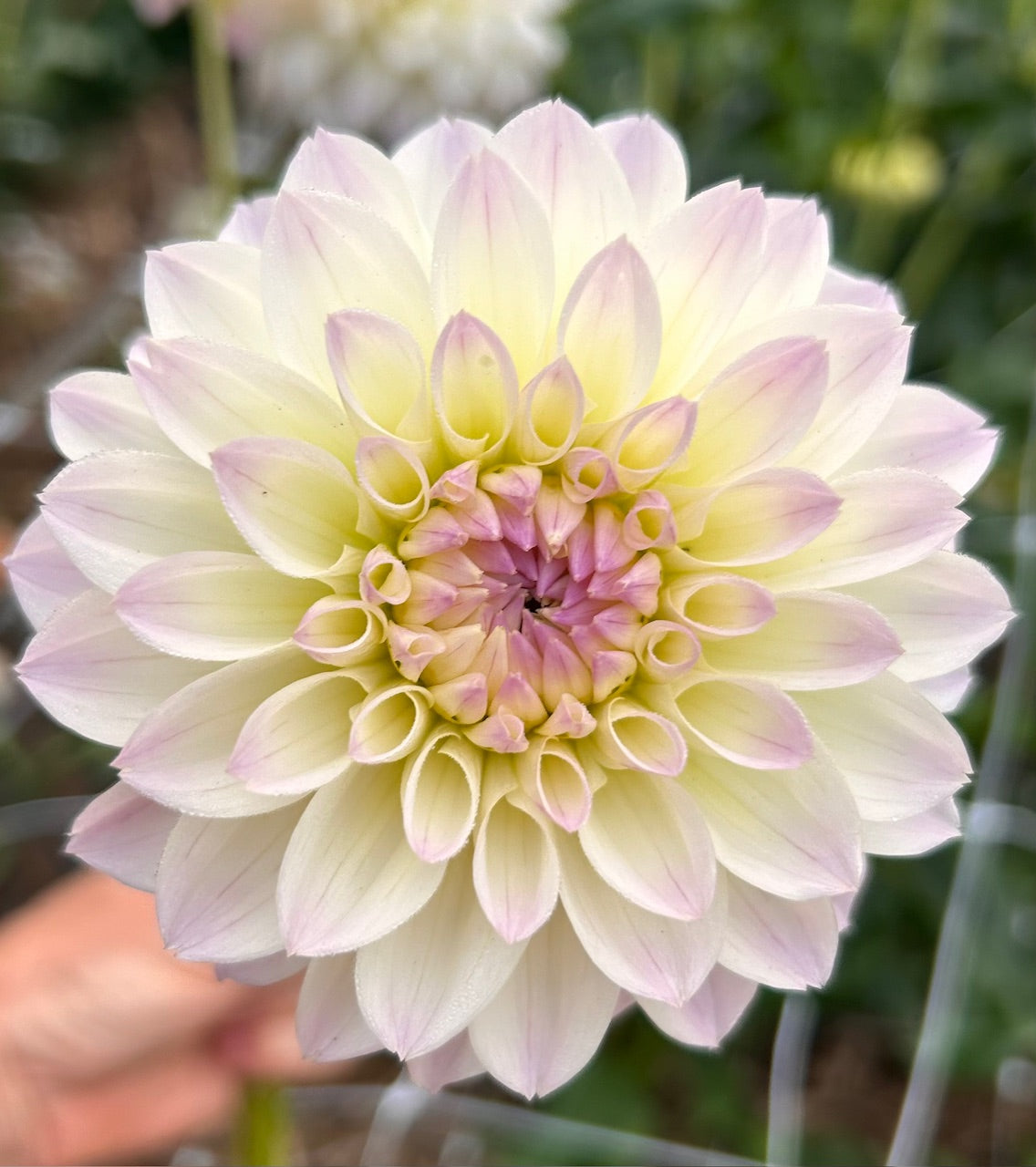 Chloe - Dahlia Tuber