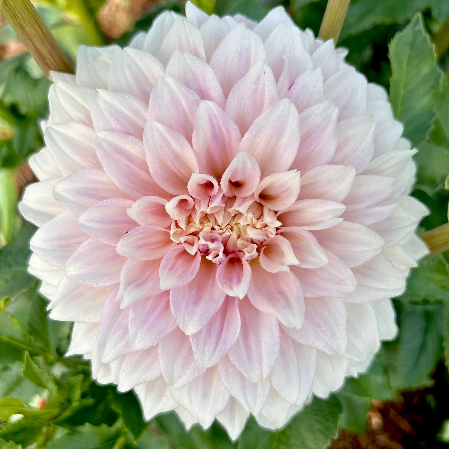 Cinderella - Dahlia Tuber