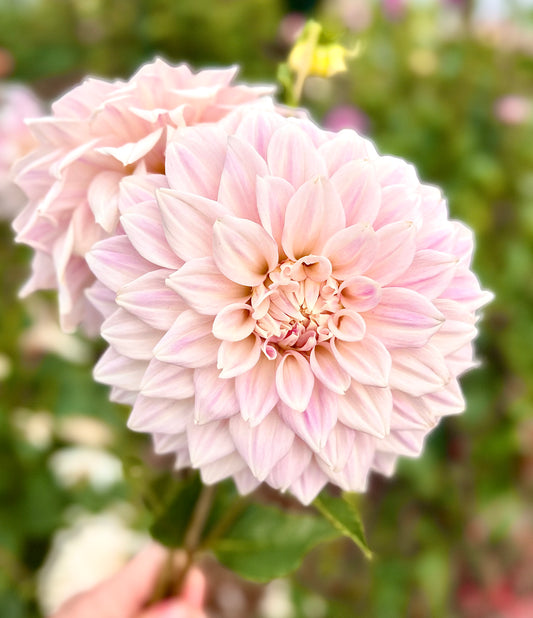 Cinderella - Dahlia Tuber