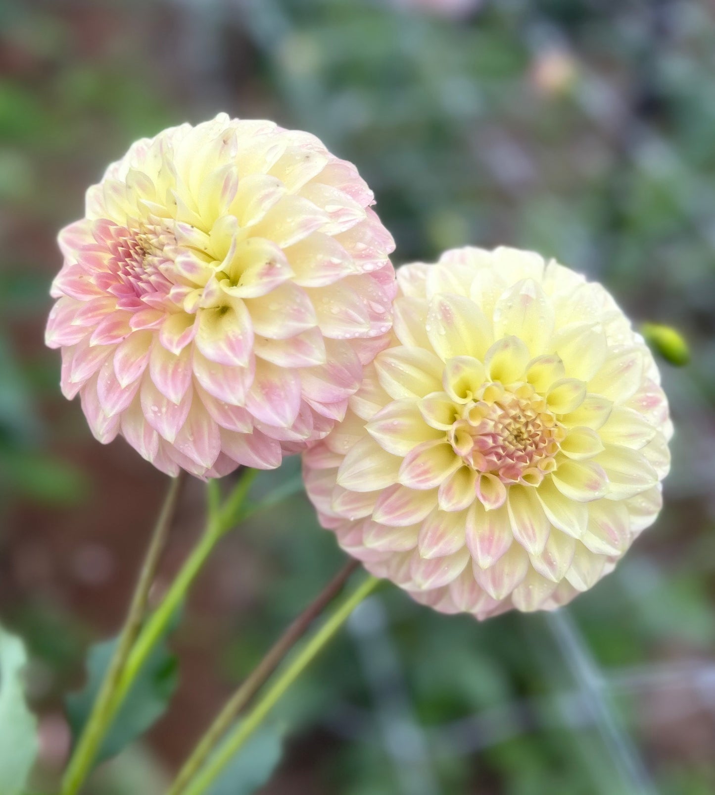 Coorabell Astrid - Dahlia Tuber