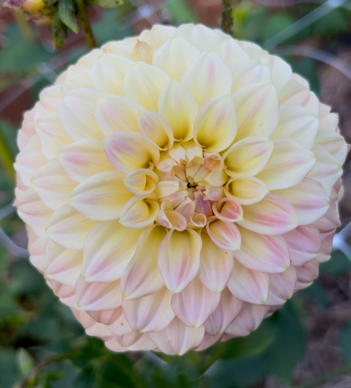 Coorabell Astrid - Dahlia Tuber