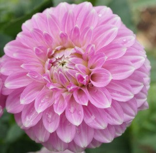 Coorabell Zoe - Dahlia Tuber (Available 2026)