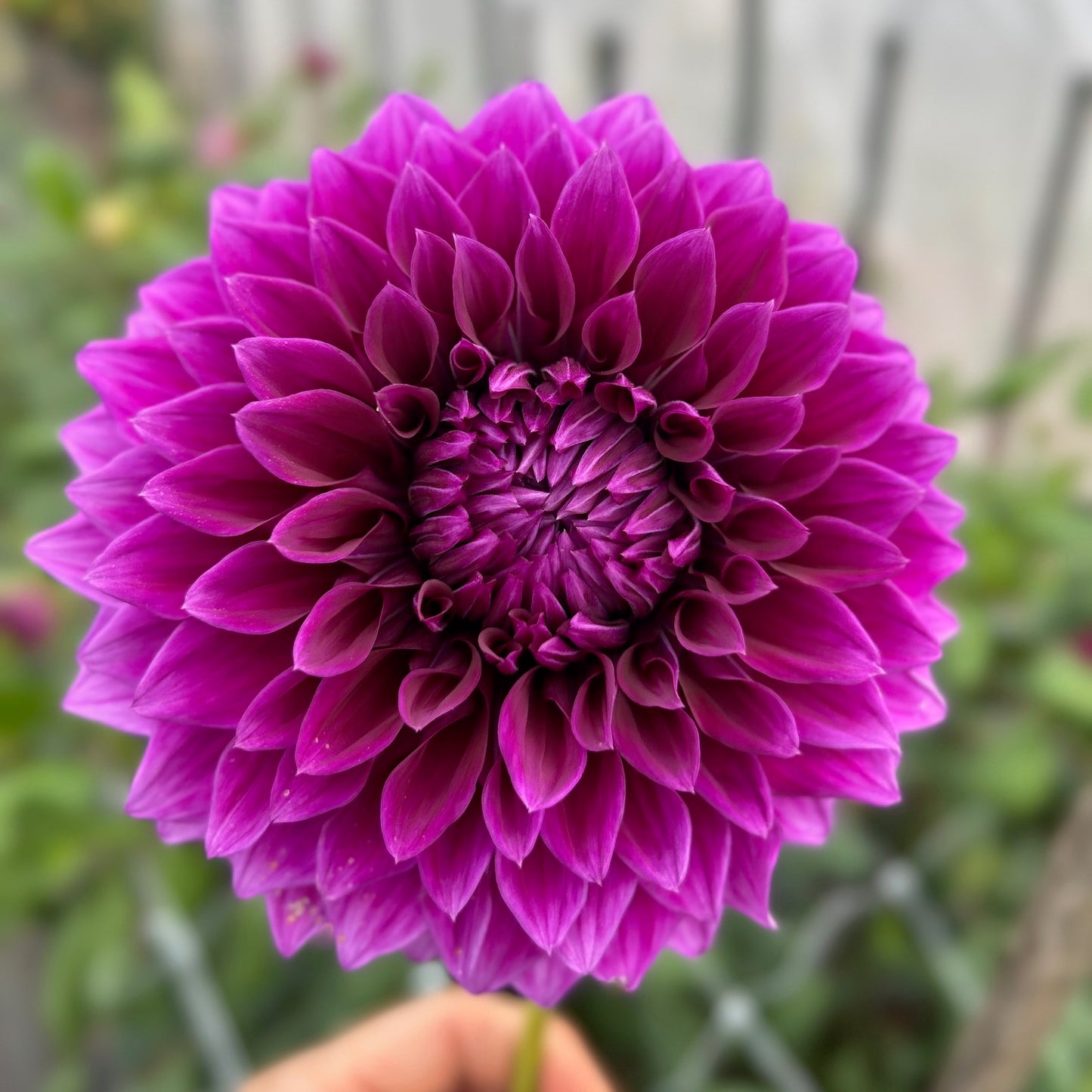 Coorabell Lonny - Dahlia Tuber