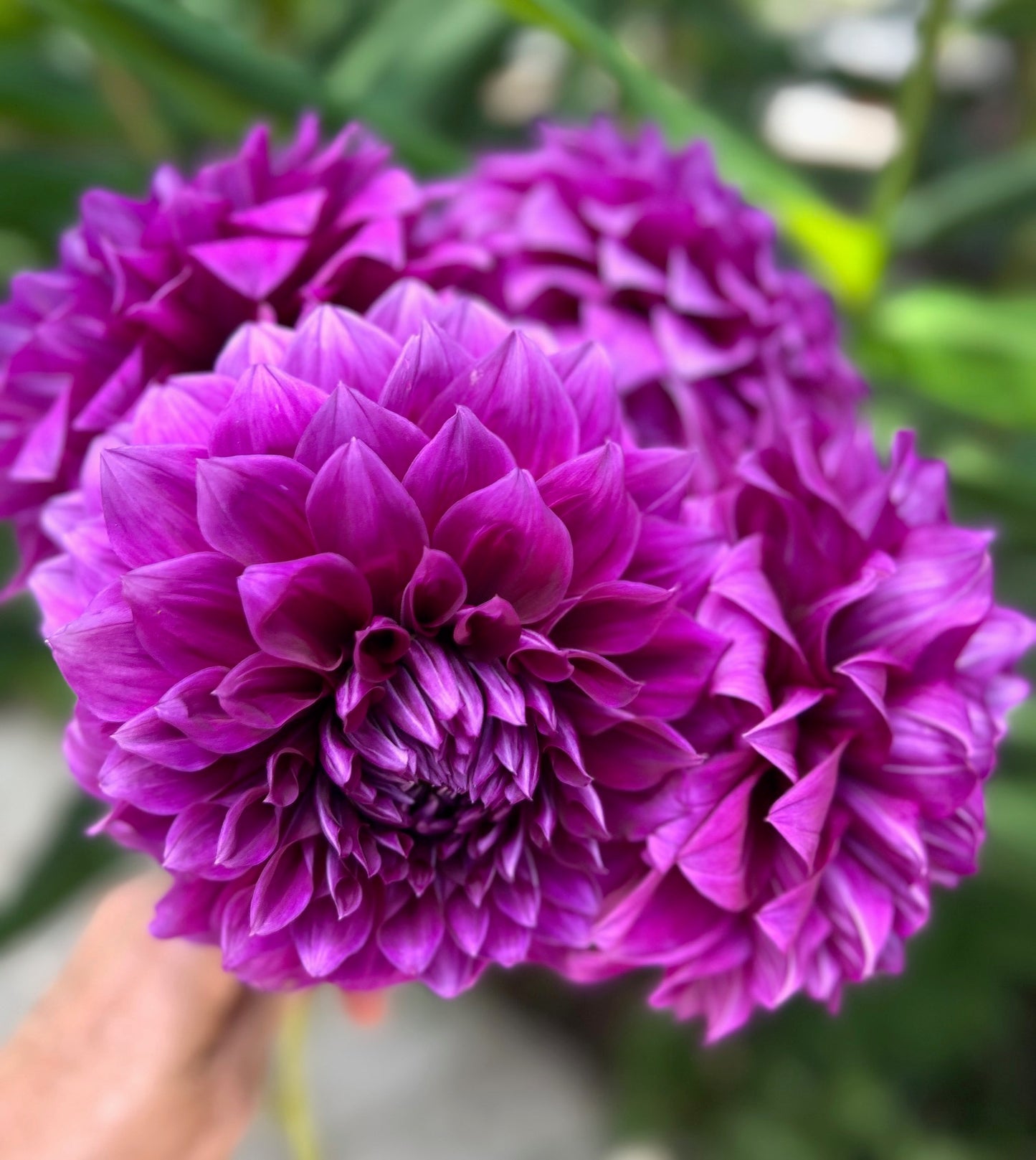 Coorabell Lonny - Dahlia Tuber