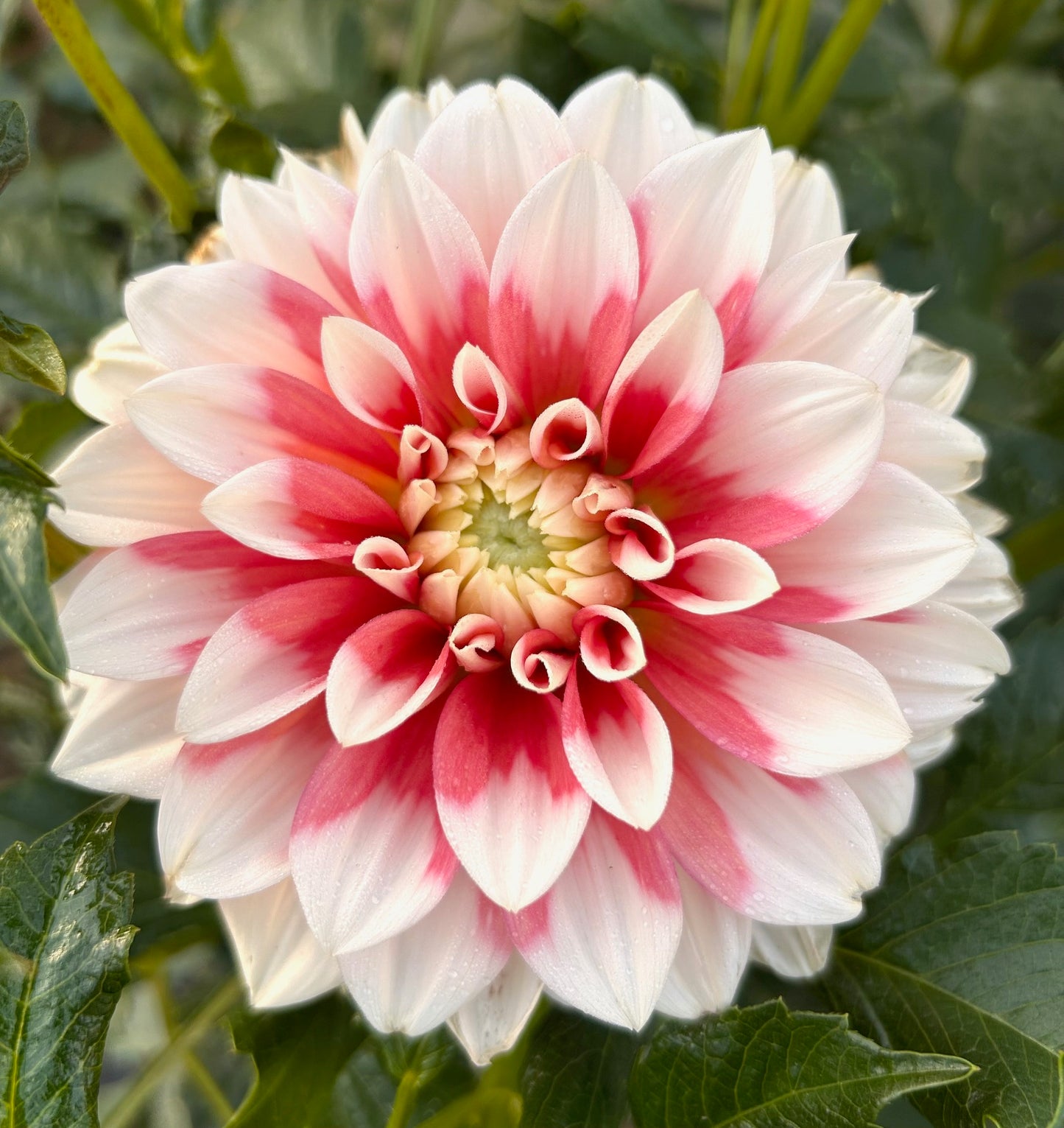 Corn Flake - Dahlia Tuber