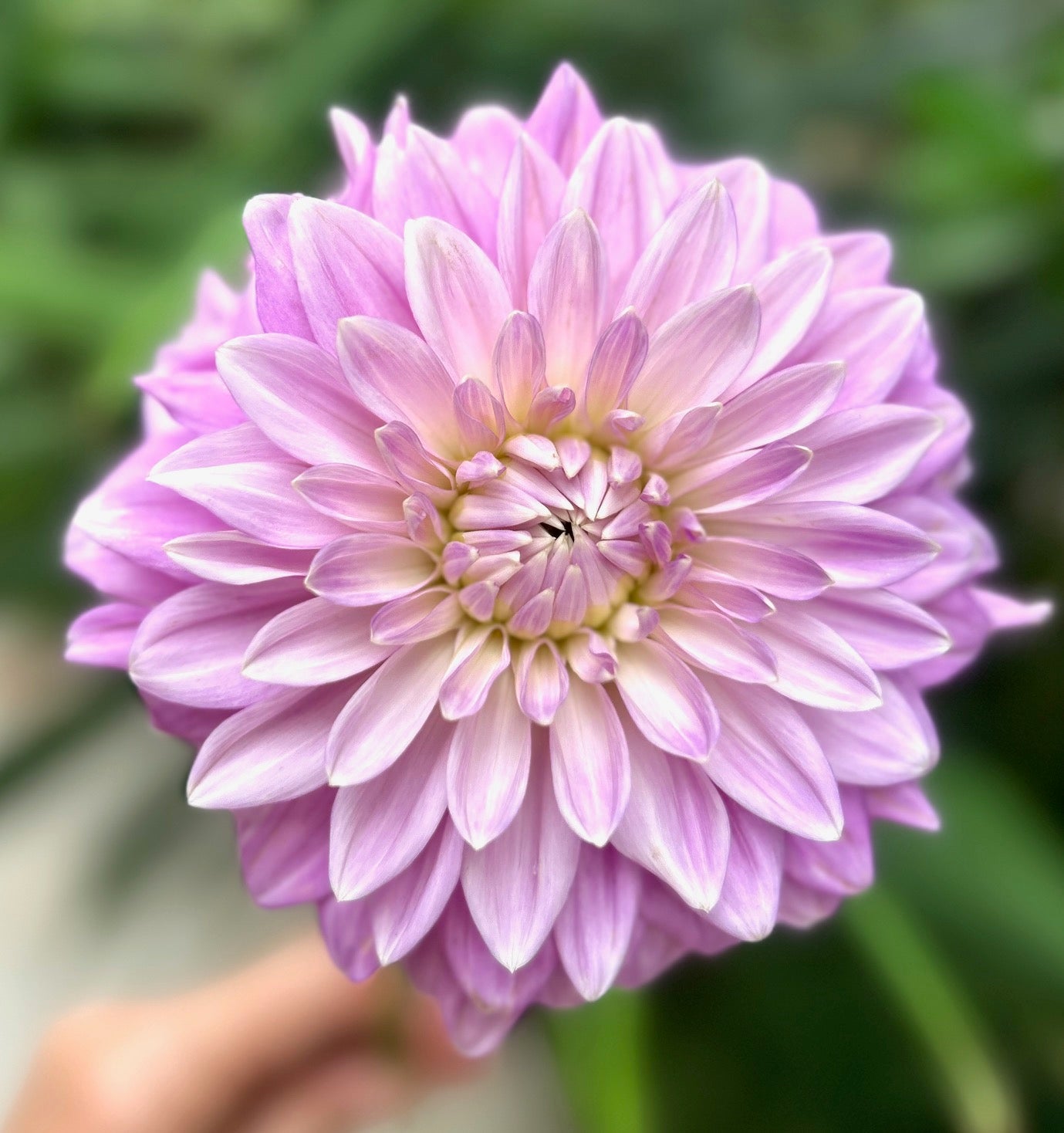 Daphne - Dahlia Tuber