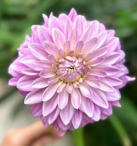 Daphne - Dahlia Tuber