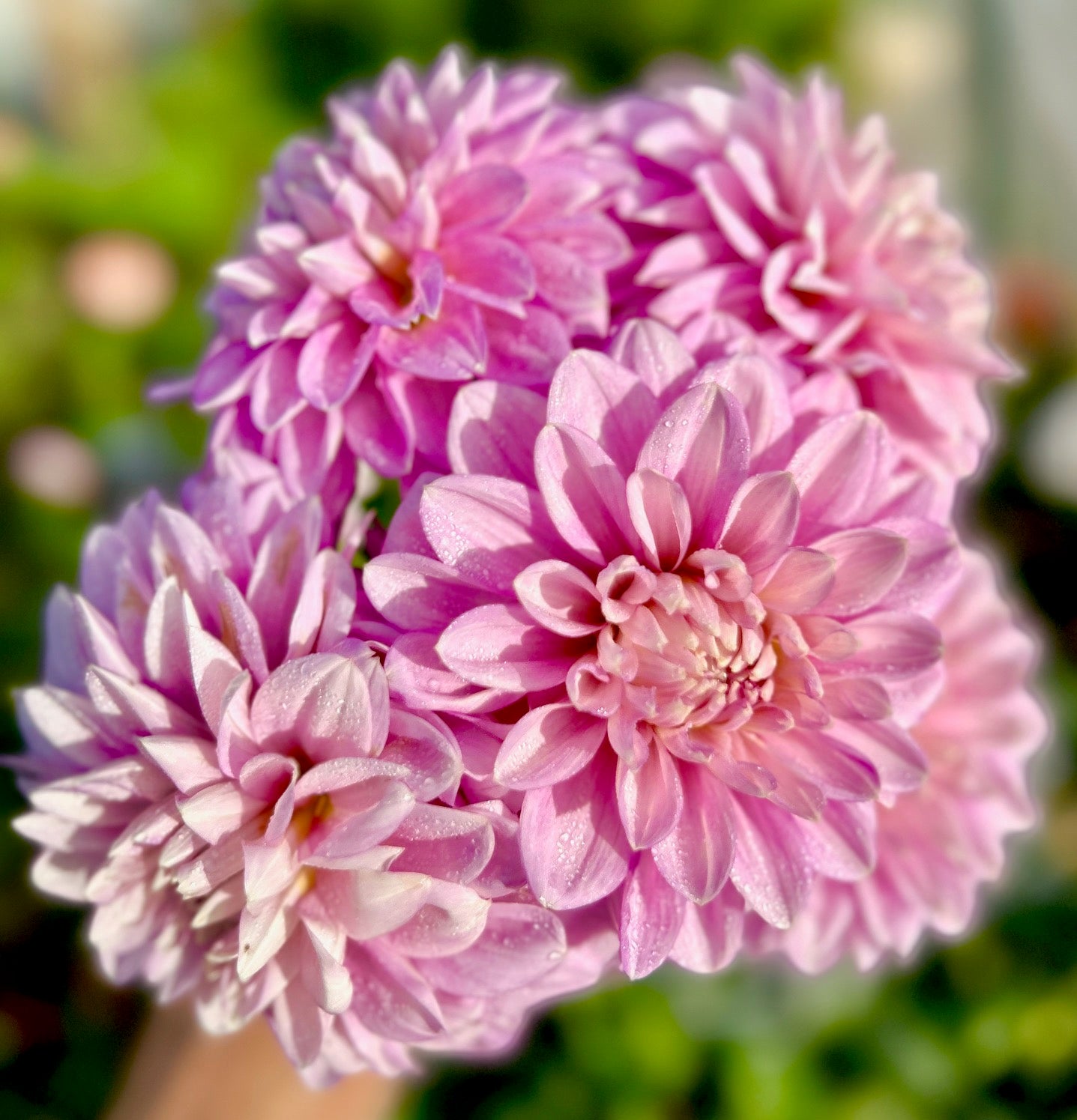 Daphne - Dahlia Tuber