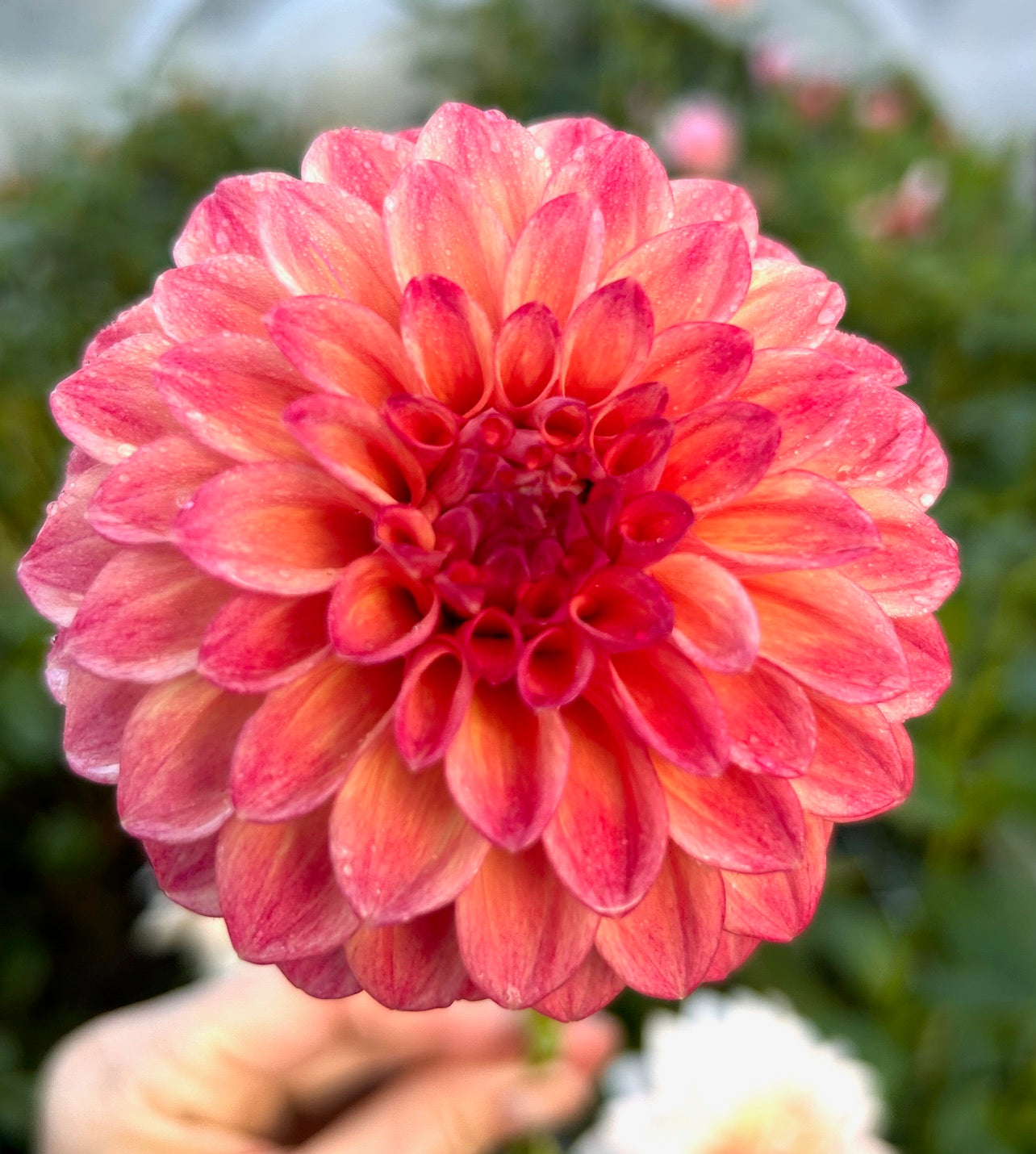 Darbro Highland - Dahlia Tuber