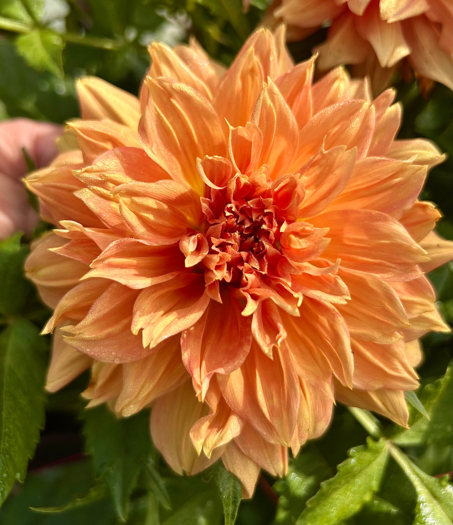 Delbard Gange - Dahlia Tuber