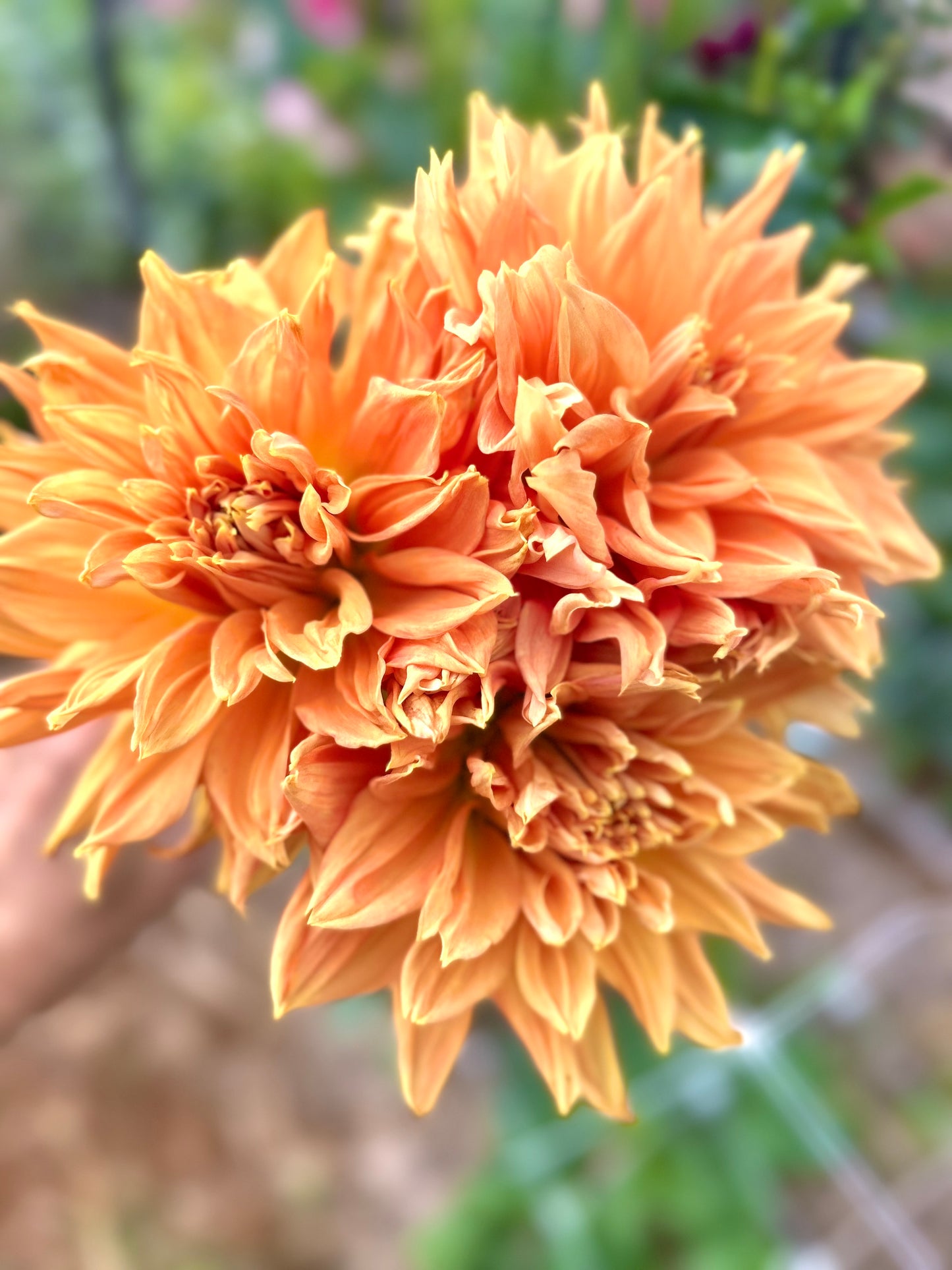 Delbard Gange - Dahlia Tuber