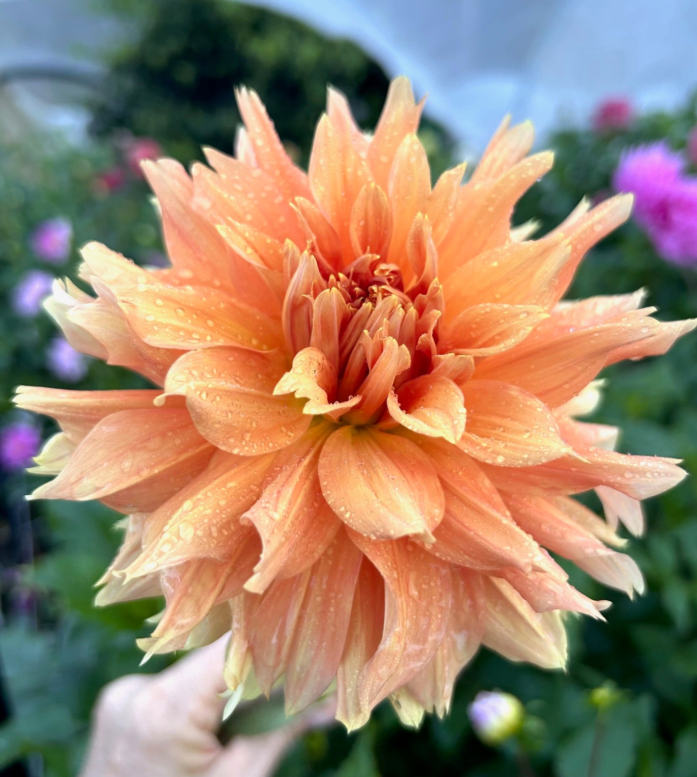 Delbard Gange - Dahlia Tuber