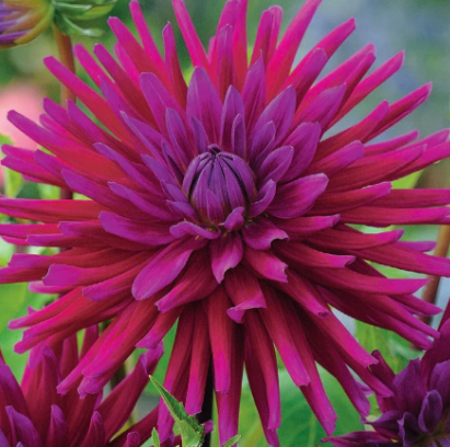 Desert Gem - Dahlia Tuber