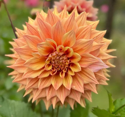 Devon Carmello - Dahlia Tuber