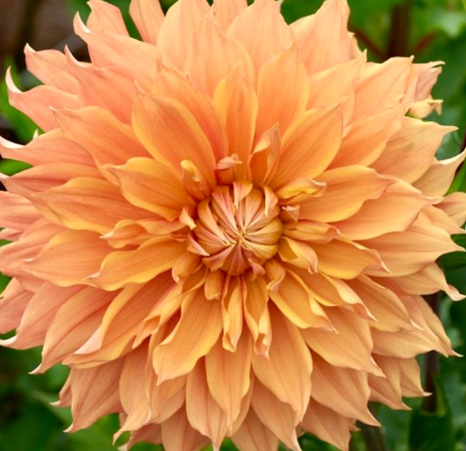 Devon Carmello - Dahlia Tuber