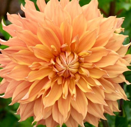 Devon Carmello - Dahlia Tuber