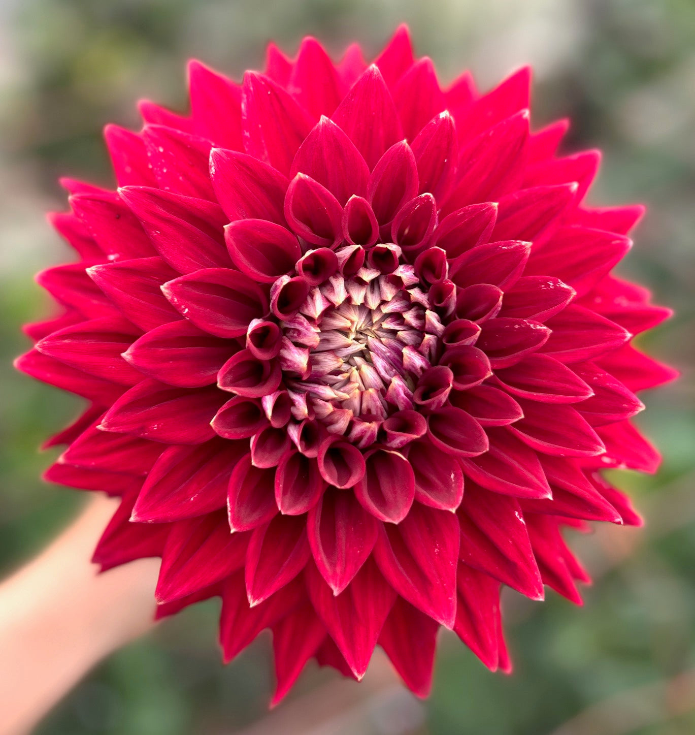 Devon Radiance - Dahlia Tuber