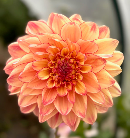 Don't Tell Lies - Dahlia Tuber