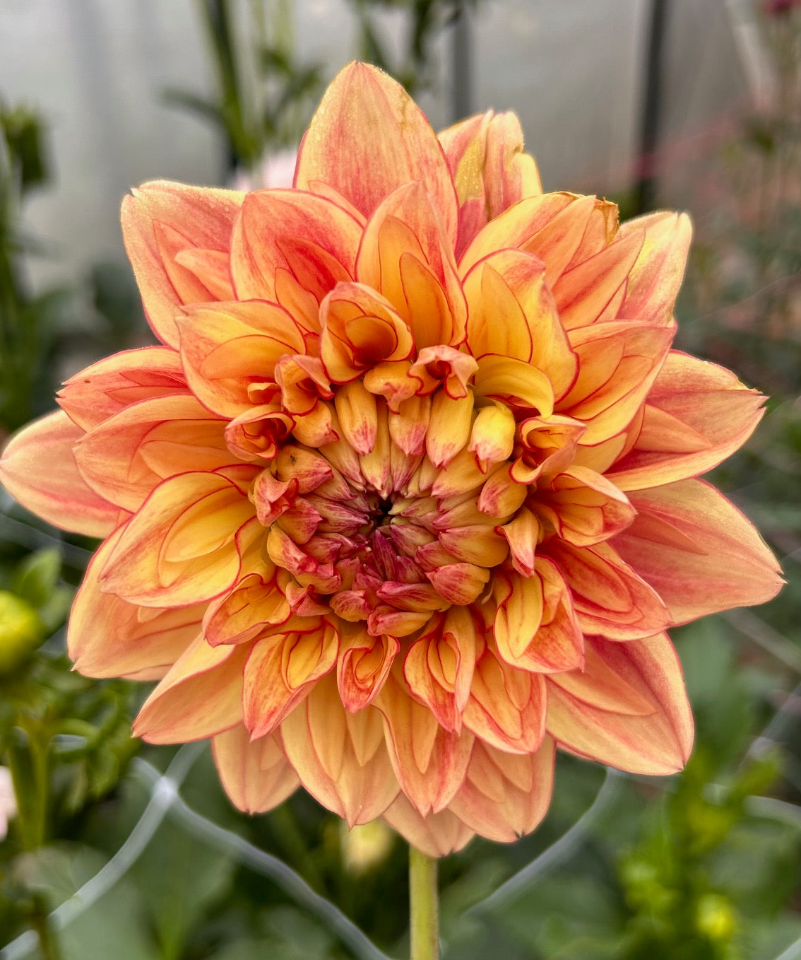 Don't Tell Lies - Dahlia Tuber