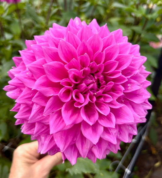 Elma Elisabeth - Dahlia Tuber