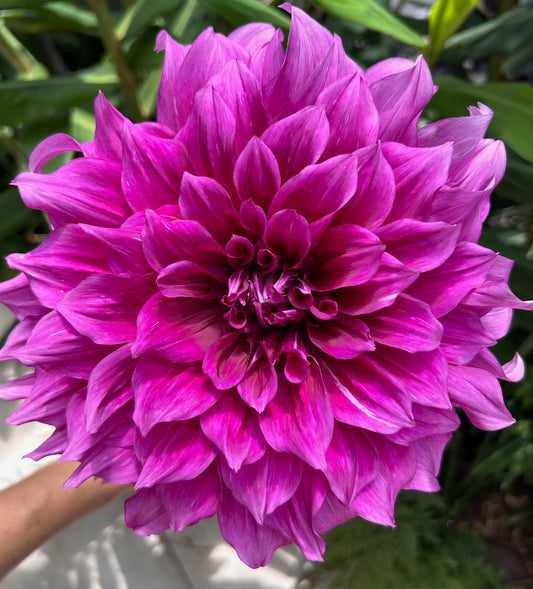 Emory Paul - Dahlia Tuber