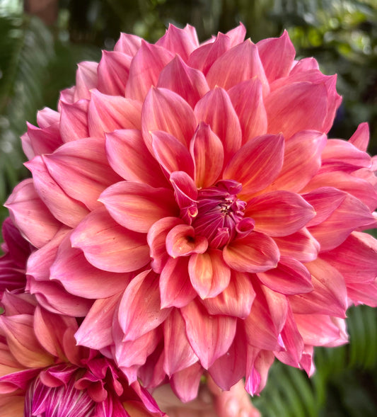 Everbloom Chakra - Dahlia Tuber