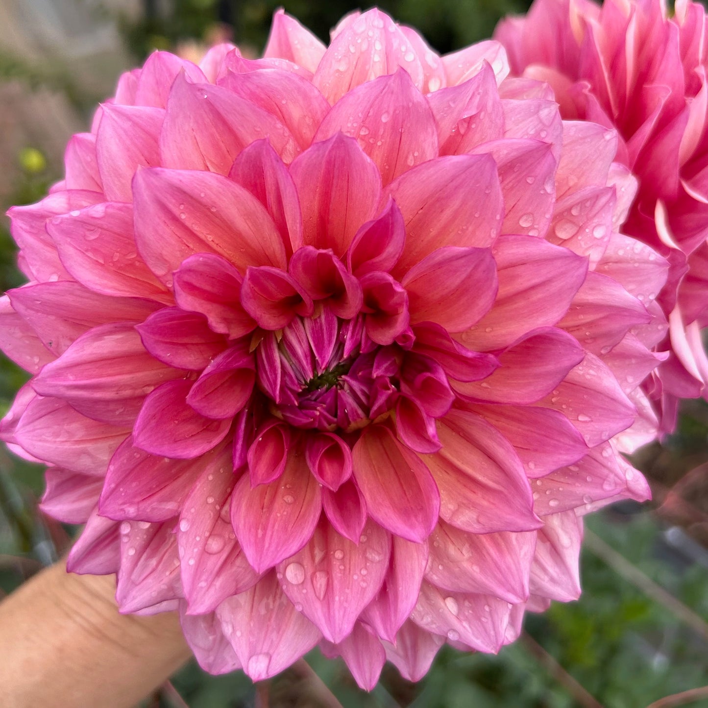Everbloom Chakra - Dahlia Tuber