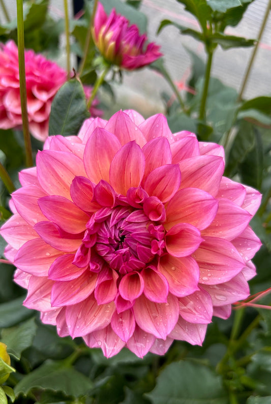 Everbloom Chakra - Dahlia Tuber