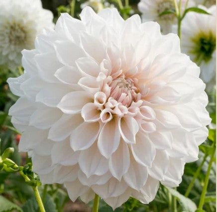 Everbloom First Dance - Dahlia Tuber