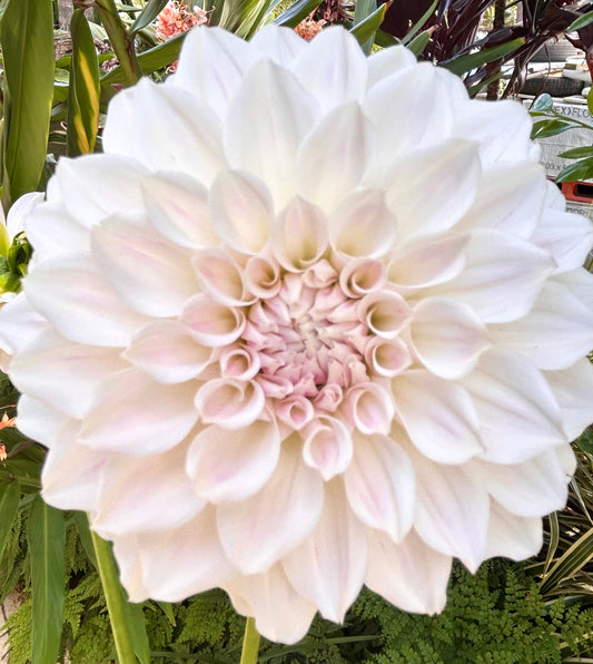 Everbloom First Dance - Dahlia Tuber