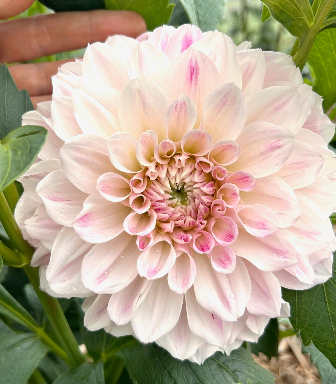 Everbloom First Dance - Dahlia Tuber