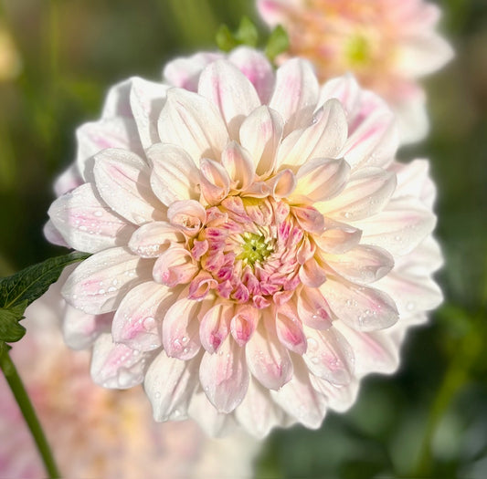 Everbloom First Dance - Dahlia Tuber