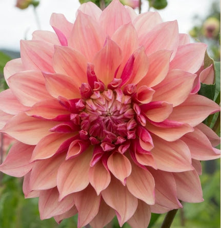 Everbloom Rose - Dahlia Tuber