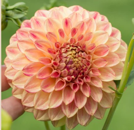 Everbloom Savannah- Dahlia Tuber
