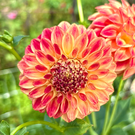 Everbloom Savannah- Dahlia Tuber
