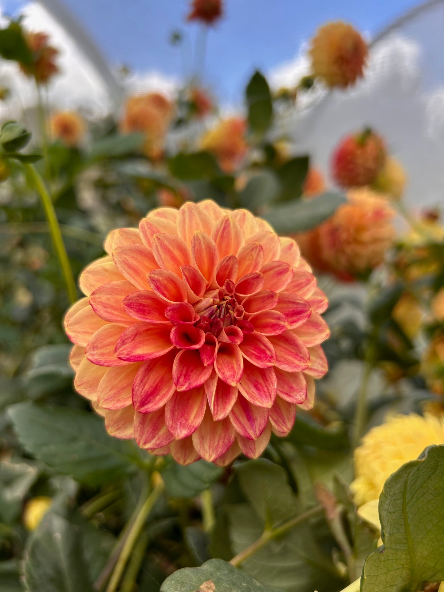 Everbloom Savannah- Dahlia Tuber