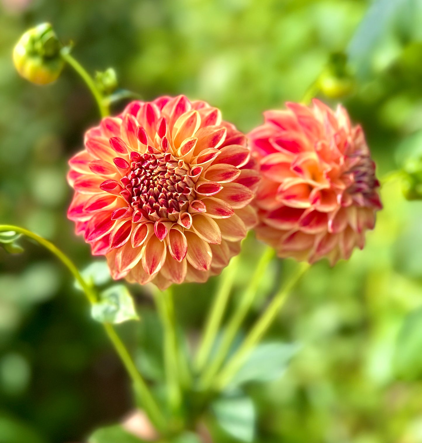 Everbloom Savannah- Dahlia Tuber