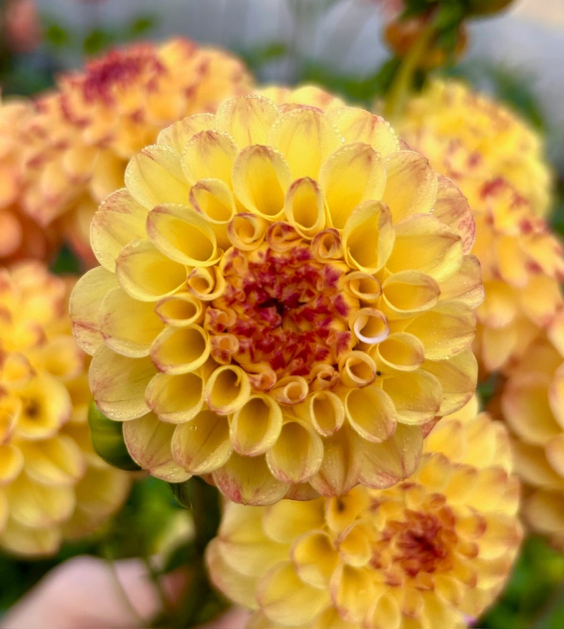 Everbloom Siesta - Dahlia Tuber
