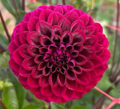 Florelie Queen of Hearts - Dahlia Tuber