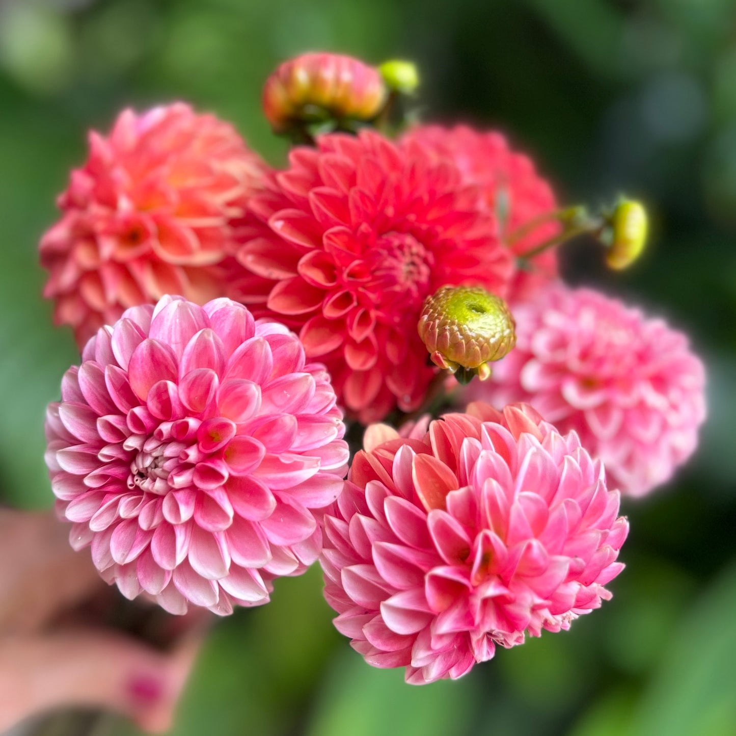 Florelie Agostura - Dahlia Tuber