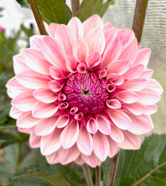 Florelie Antique - Dahlia Tuber