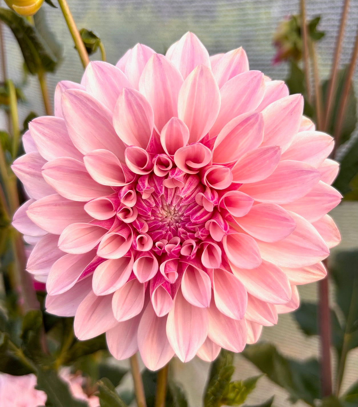 Florelie Antique - Dahlia Tuber