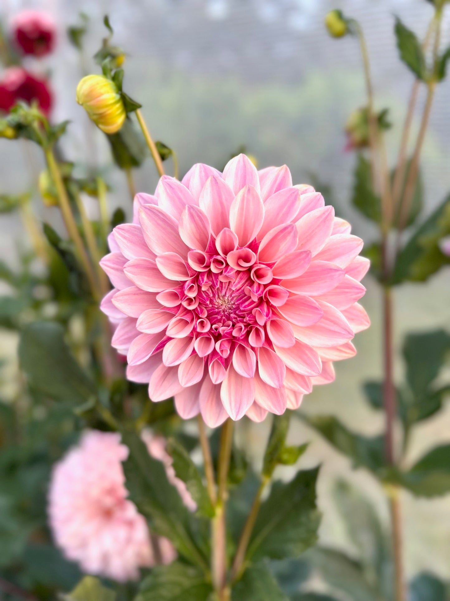 Florelie Antique - Dahlia Tuber