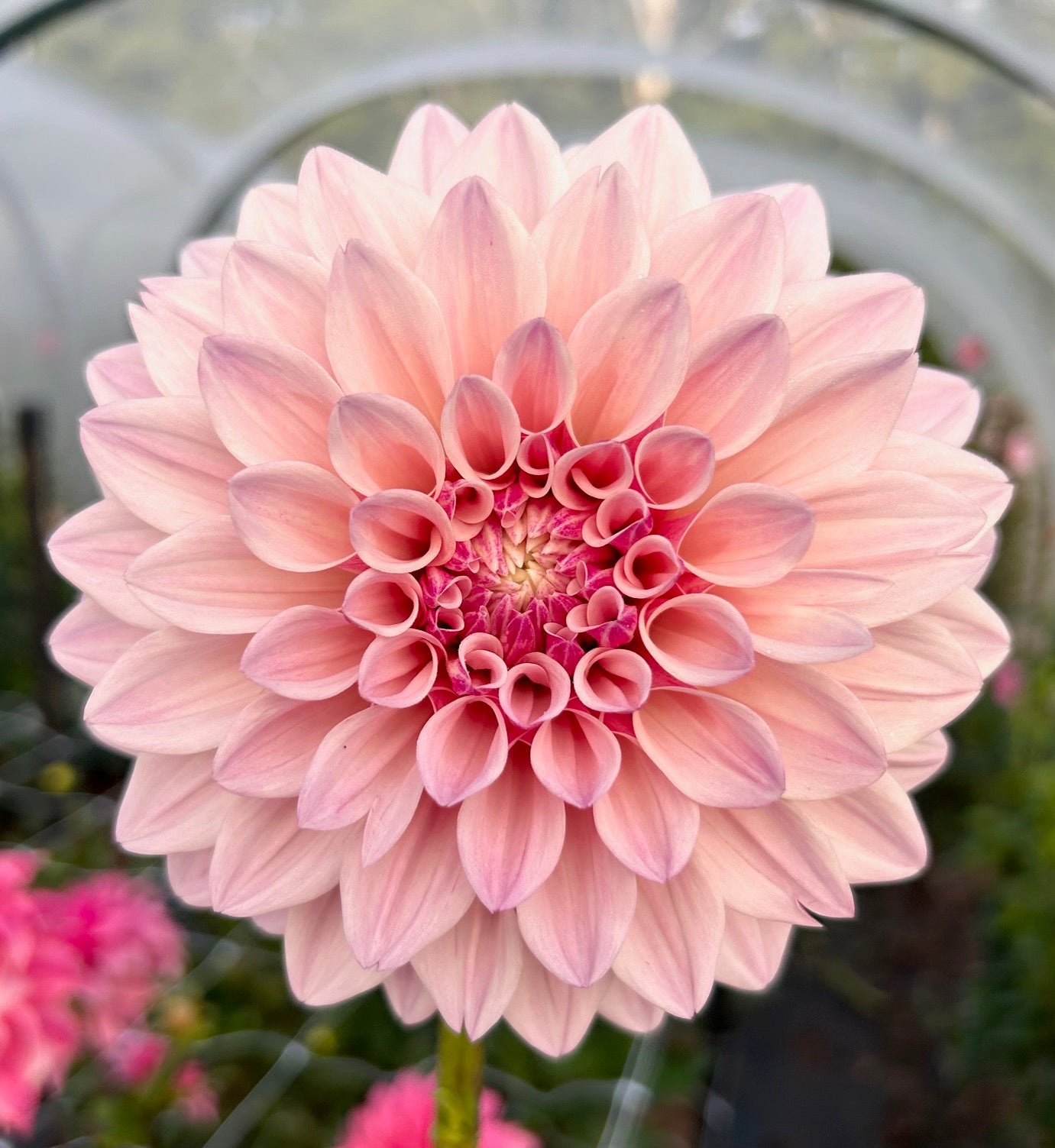 Florelie Antique - Dahlia Tuber