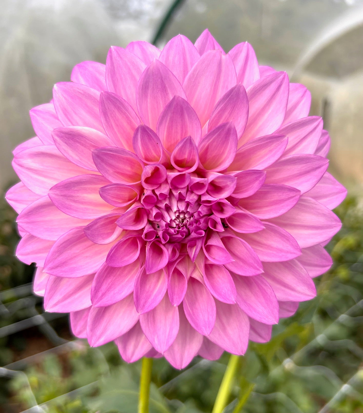 Florelie Cafe Violet - Dahlia Tuber