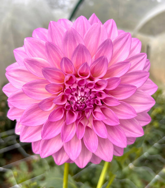 Florelie Cafe Violet - Dahlia Tuber