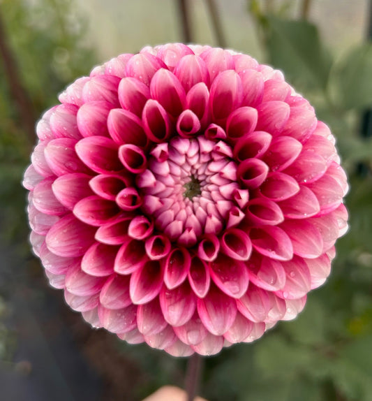 Florelie Cosmic Romance - Dahlia Tuber