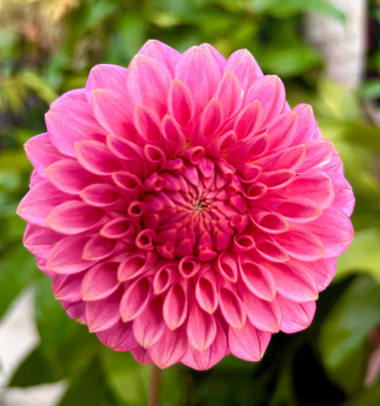 Florelie Flamingo - Dahlia Tuber