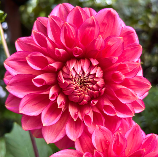 Florelie Guava - Dahlia Tuber